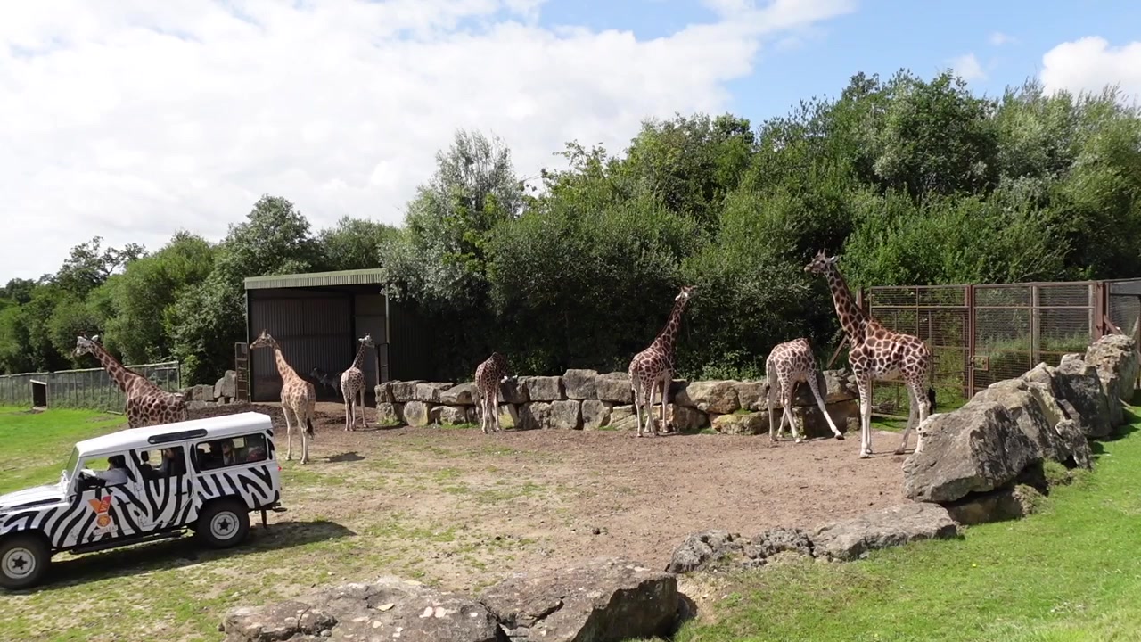 Giraffen en een Safaritruck