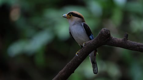 visto desde su lado delantero mientras se encuentra con comida en la boca mientras mira a su alrededor, serilophus lunatus de pecho plateado, tailandia