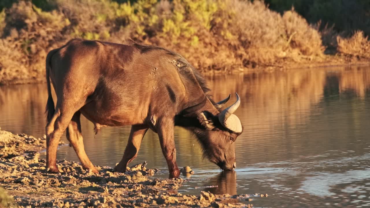 황금 시간 에 물 을 마시는 구 에 있는 버팔로