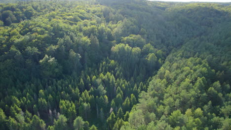 lush coniferous forest in the mountains of canada, aerial view