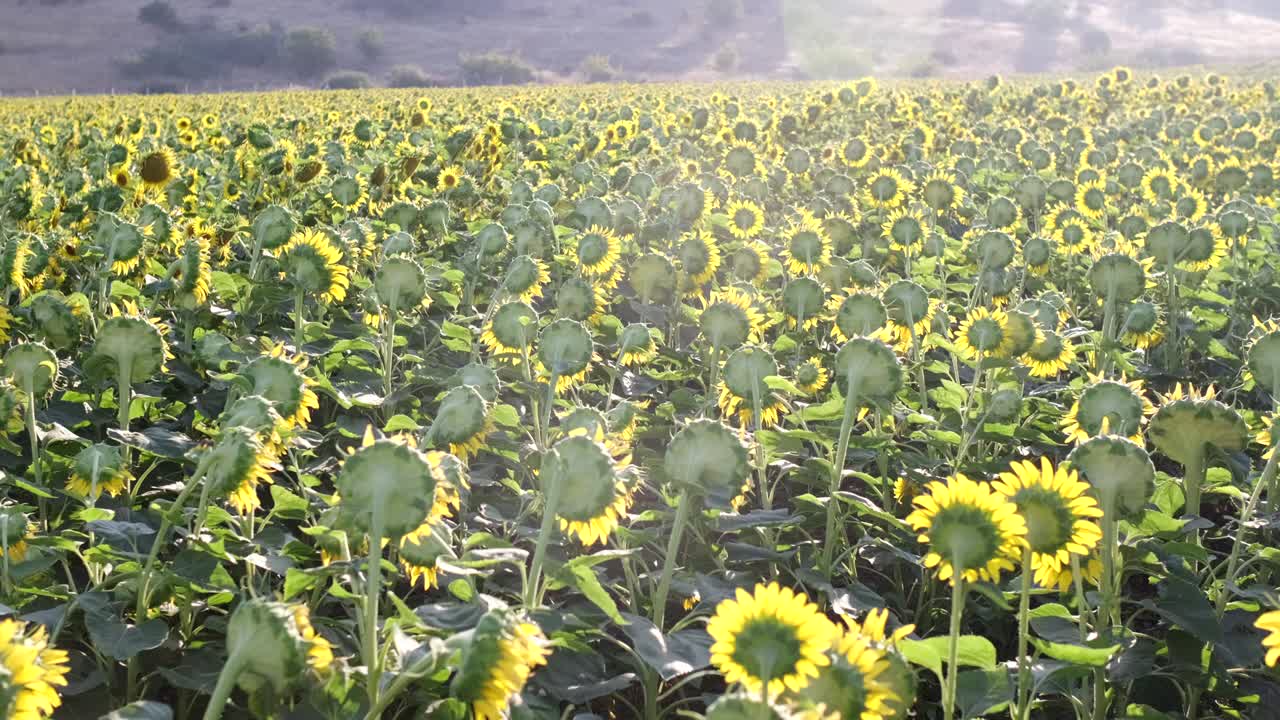 постоянные пейзажные кадры с подсолнечной фермы.