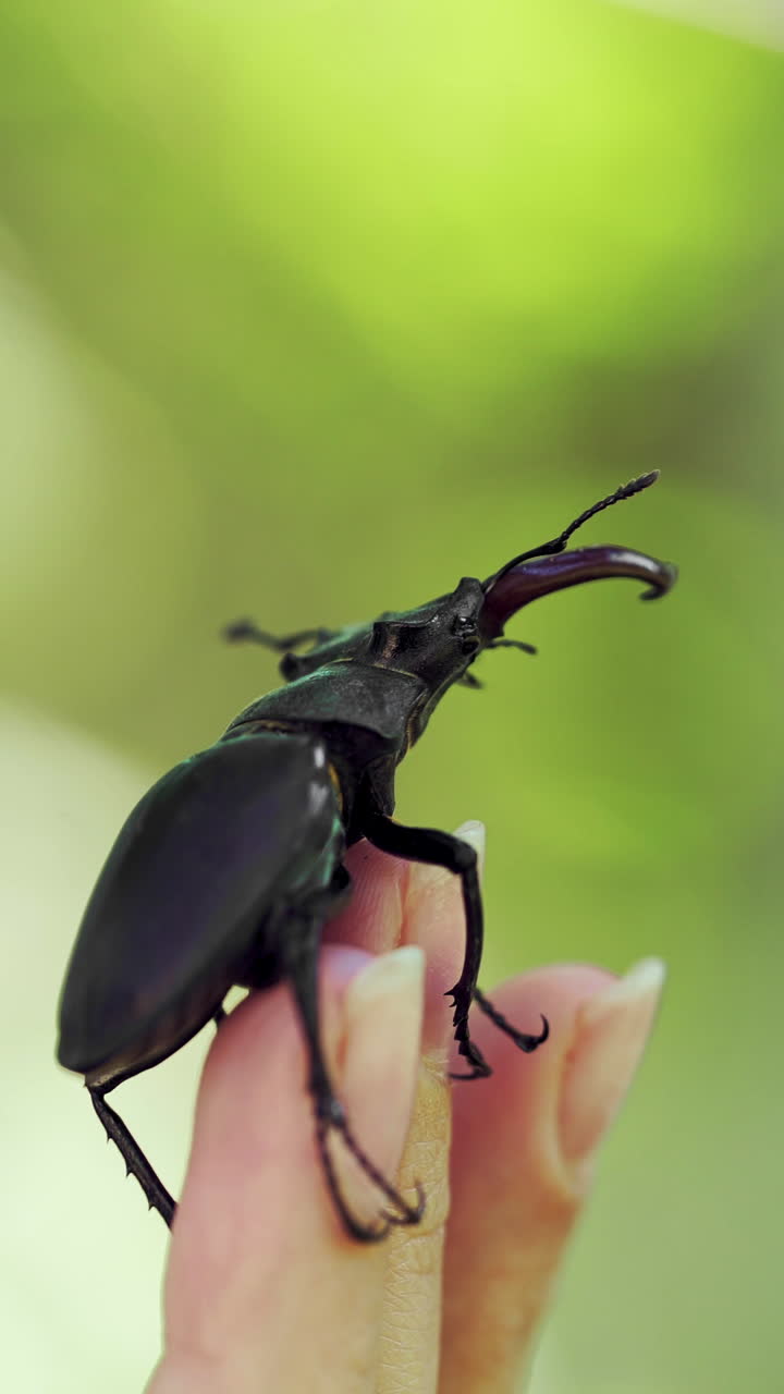 Stag Beetle (Lucanus cervus). Fighting beetles Vertical video