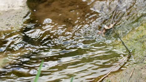 the stream of a pure mountain river through the rocks. close-up of the movement of water over stones in the forest among the rocks. nature