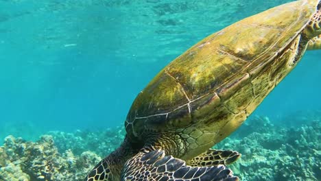 Karettschildkröte-Schwimmt-Nach-Unten,-Indem-Sie-Luft-Von-Der-Oberfläche-Schnappt