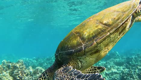 tortuga carey nada desde la captura de aire de la superficie