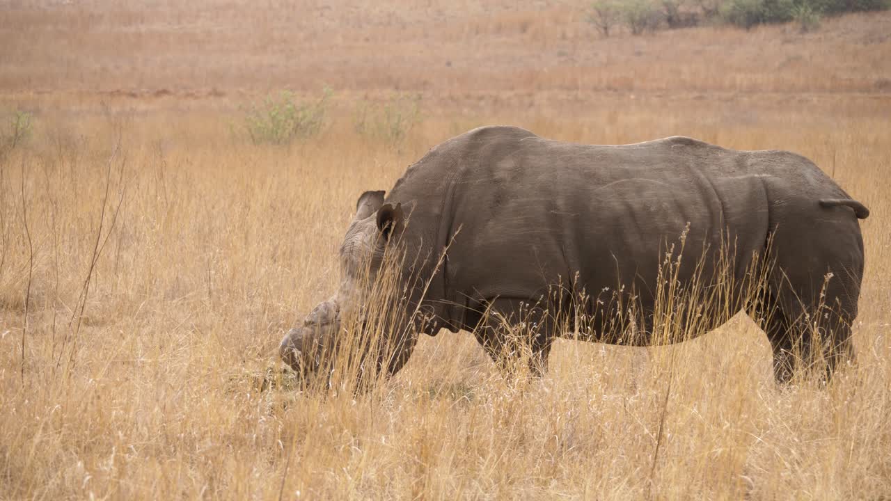 수컷 흰 코뿔소가 남아프리카 자연 공원의 사바나에서 풀을 먹고 서 있다