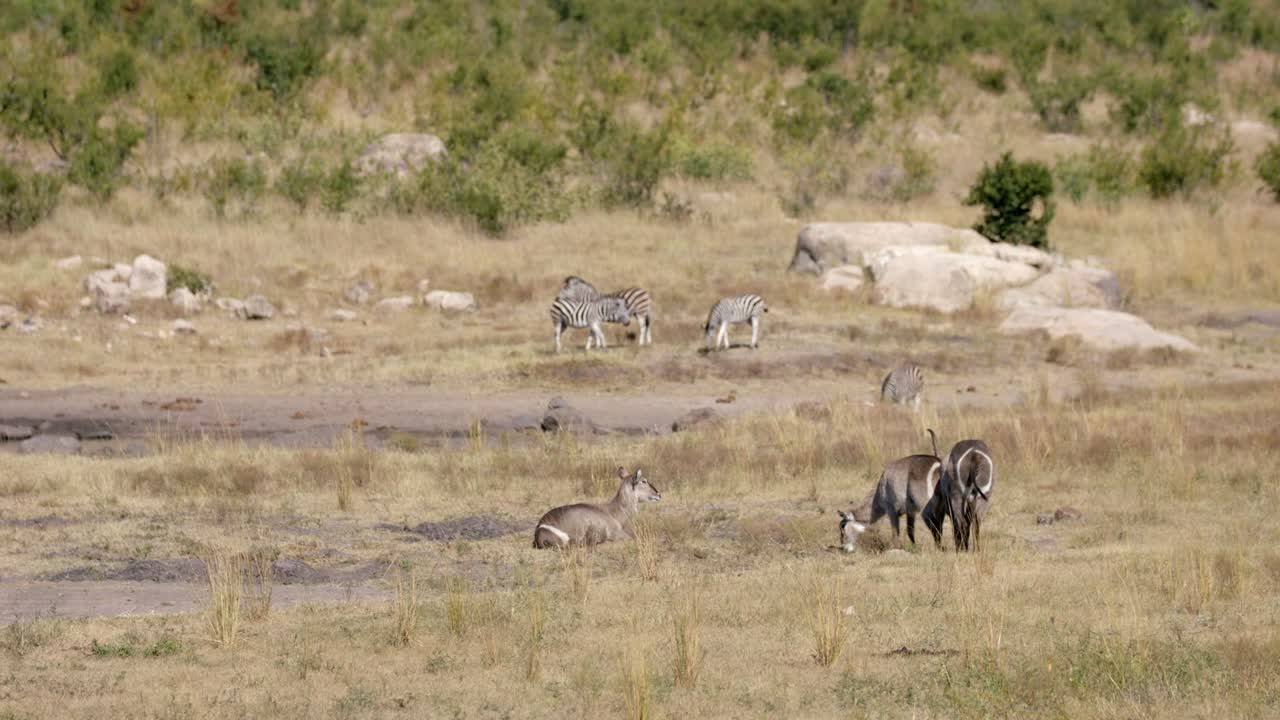 Zebras And Waterbucks At The Savanna In Kruger National Park In South Africa - wide shot