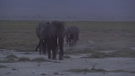 elephant walking in amboseli national park, kenya, africa