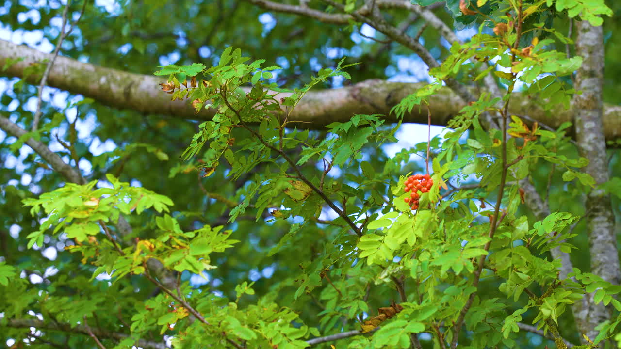 Close-up of green tree with clusters of red rowan berries in sunlight