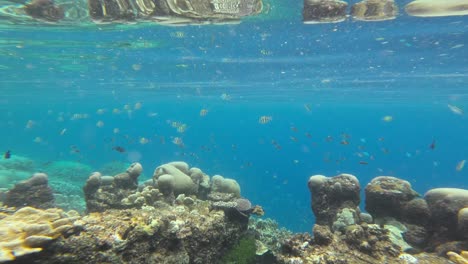 a vibrant coral reef teeming with various coral species and schools of colorful fish