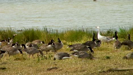 Lag-Gris-Y-Gansos-De-Canadá-En-Las-Orillas-Del-Embalse-Eyebrook