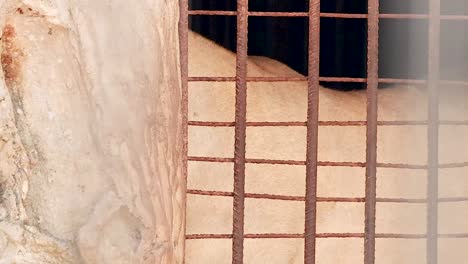 a lion closely observed behind metal bars, showcasing its face and part of its enclosure.