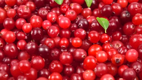 harvest of the ripe cranberries, background