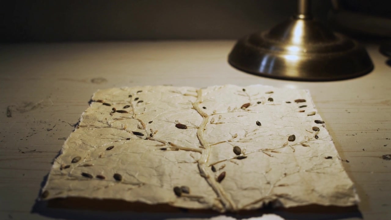 La telecamera si allontana rivelando un pannello con texture a mano su una scrivania chiara, con una lampada che evidenzia i dettagli dei semi.