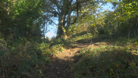 Moving-along-secluded-woodland-path-in-early-morning-autumn-sunlight