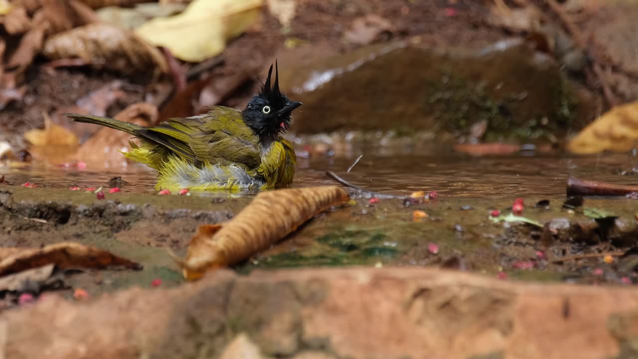 Camera zooms out as the bird bathes as it looks around, Black-crested Bulbul Pycnonotus flaviventris johnsoni, Thailand