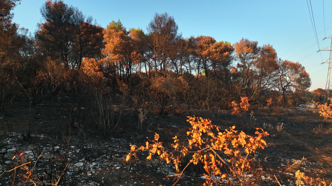 Aerial view low of burnt woods and scorched ground, wildfire aftermath, sunset