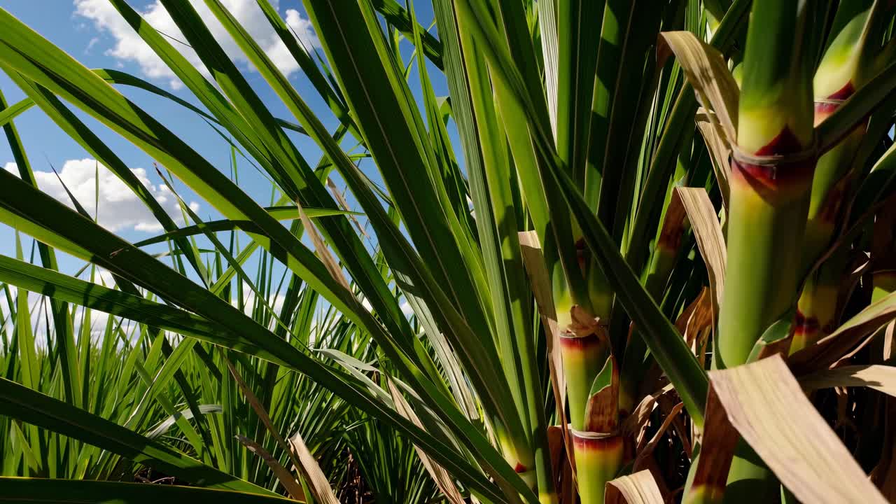 Vídeo em ângulo baixo de um campo de cana-de-açúcar verdejante sob um céu azul vibrante com nuvens esparsas