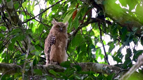 魚烏 (buffy fish owl) 是一個大型烏,但卻是四種烏中最小的