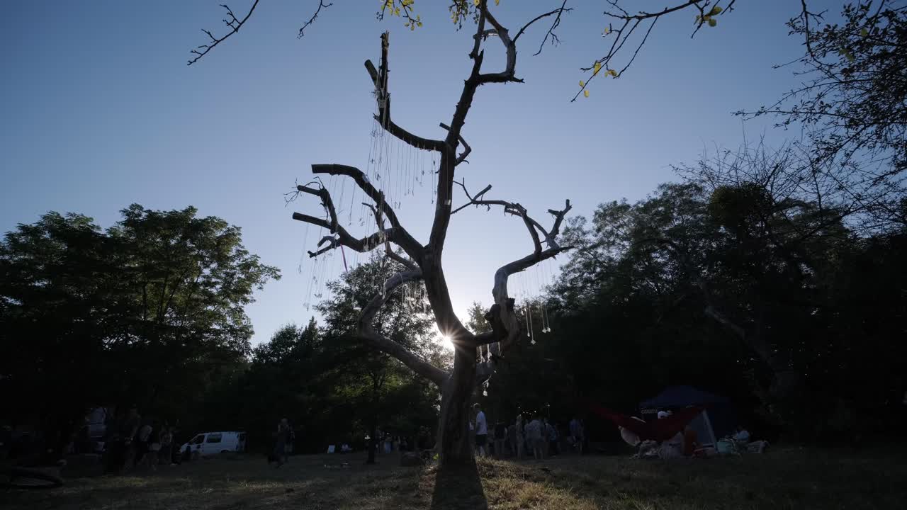 해가 지는 동안 추상적인 나무 실루