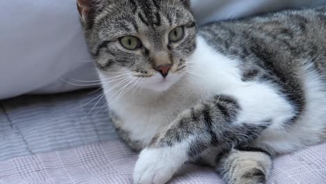 acicalamiento de gatos en un sofá de cerca