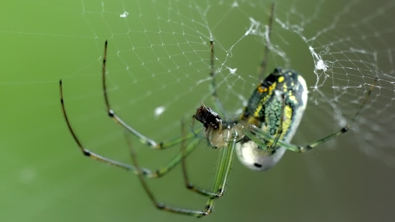 Orchard Spider Feeding on Prey in Its Web, Macro Close-up