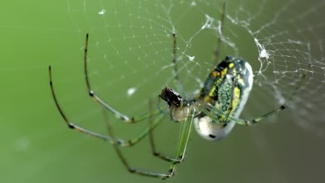 orchard spider feeding on prey in its web, macro close-up