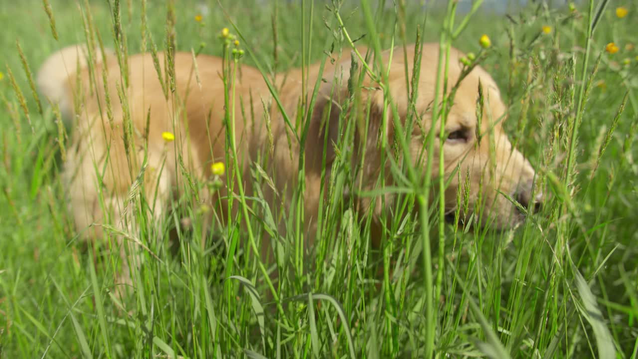 골든 리트리버 개가 들판에서 풀을 먹고 나서 달리기 시작합니다.