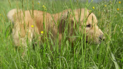 golden retriever hund frisst gras auf einem feld und beginnt dann zu rennen