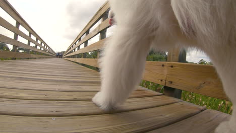 Cute-Samoyed-puppy-walks-happily-along-a-boardwalk-at-a-wetland-garden-in-Florida