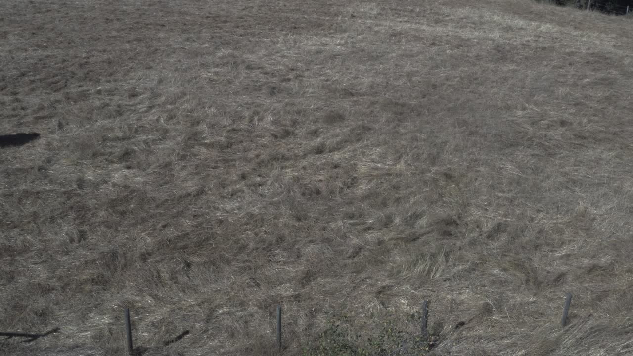 많은 양의 우유를 생산할 수 있도록 사육된 젖소 2마리의 공중 45도 측면 보기