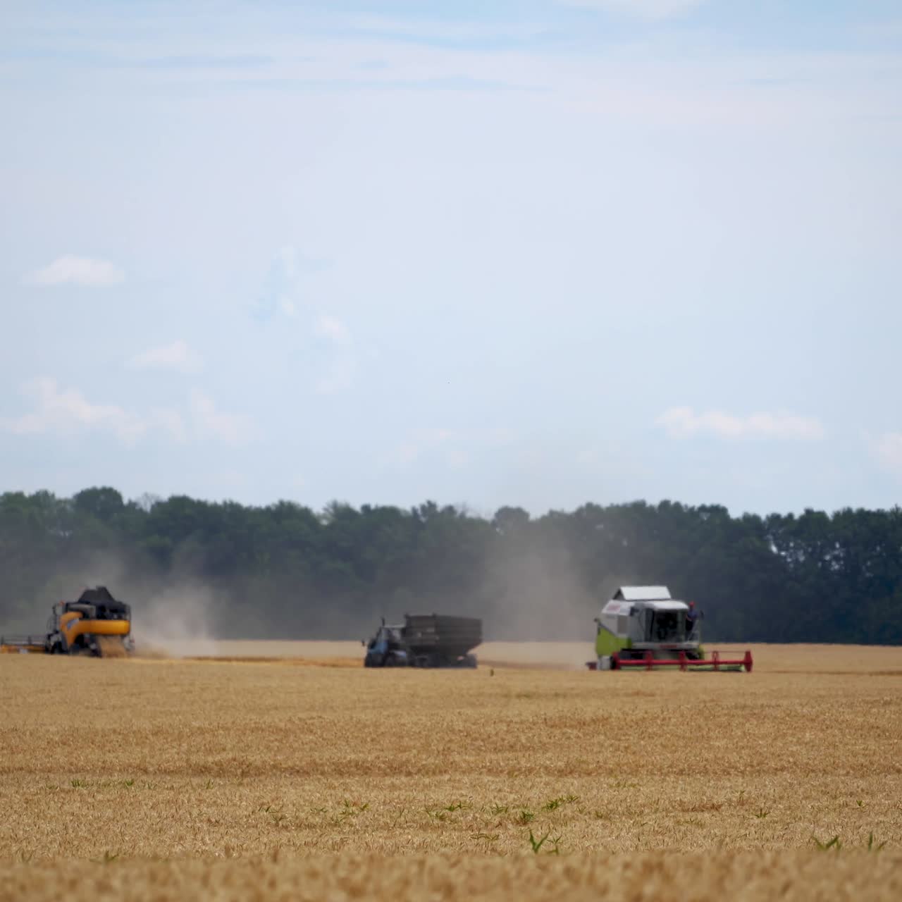 Heavy technics in wheat field. Yellow combine harvesting dry wheat. Process of gathering dry wheat