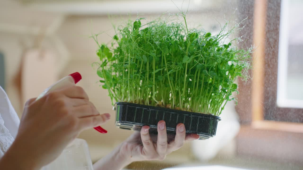 Woman tending to her microgreens