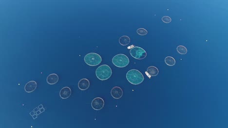 aerial view of fish farm - cage fish farming. drone shot 4k.