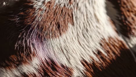 animal fur close up