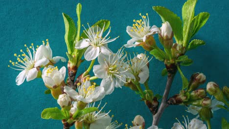 spring flowers. plum flowers on a plums branch blossom on a blue background. time lapse 4k video.