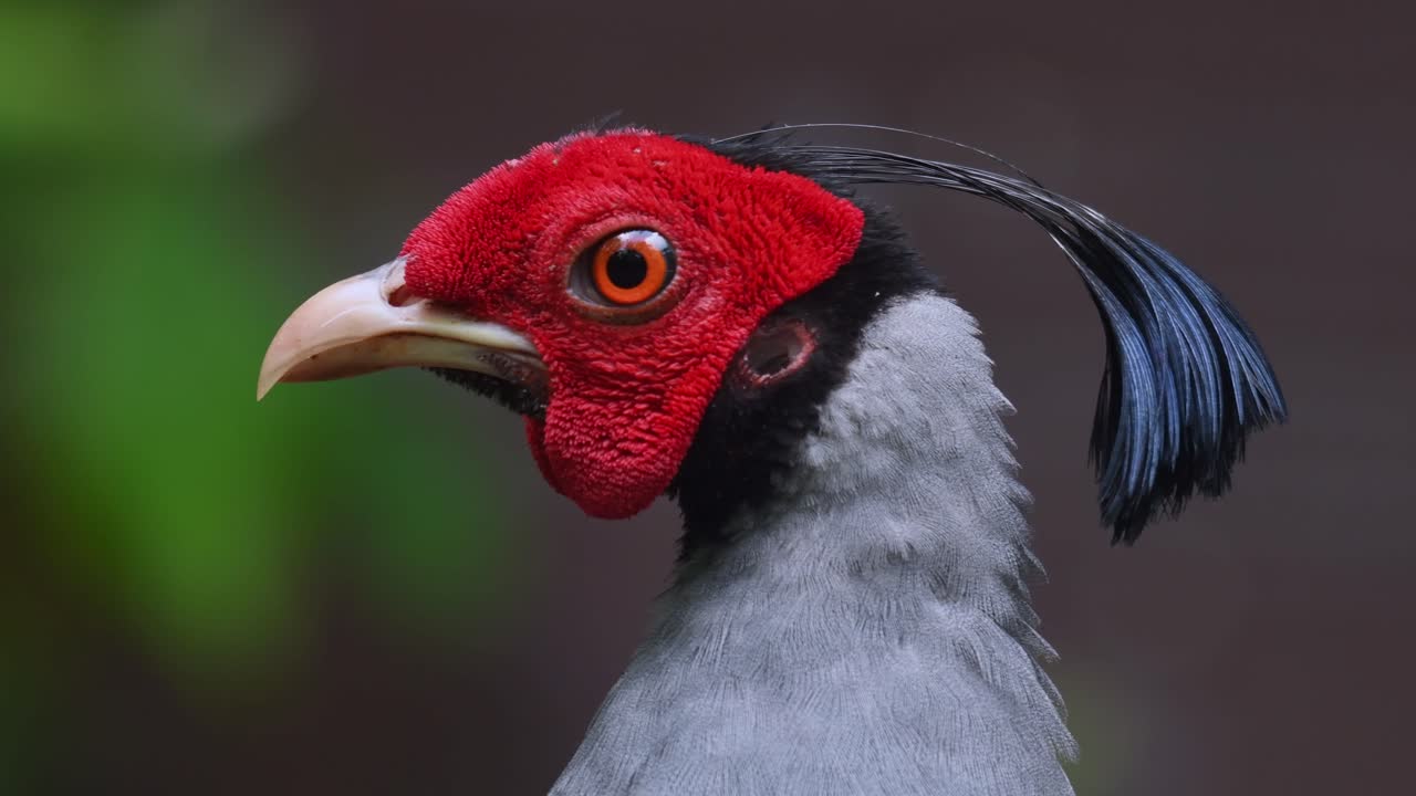 디아드의 파이어백, 로푸라 디아디