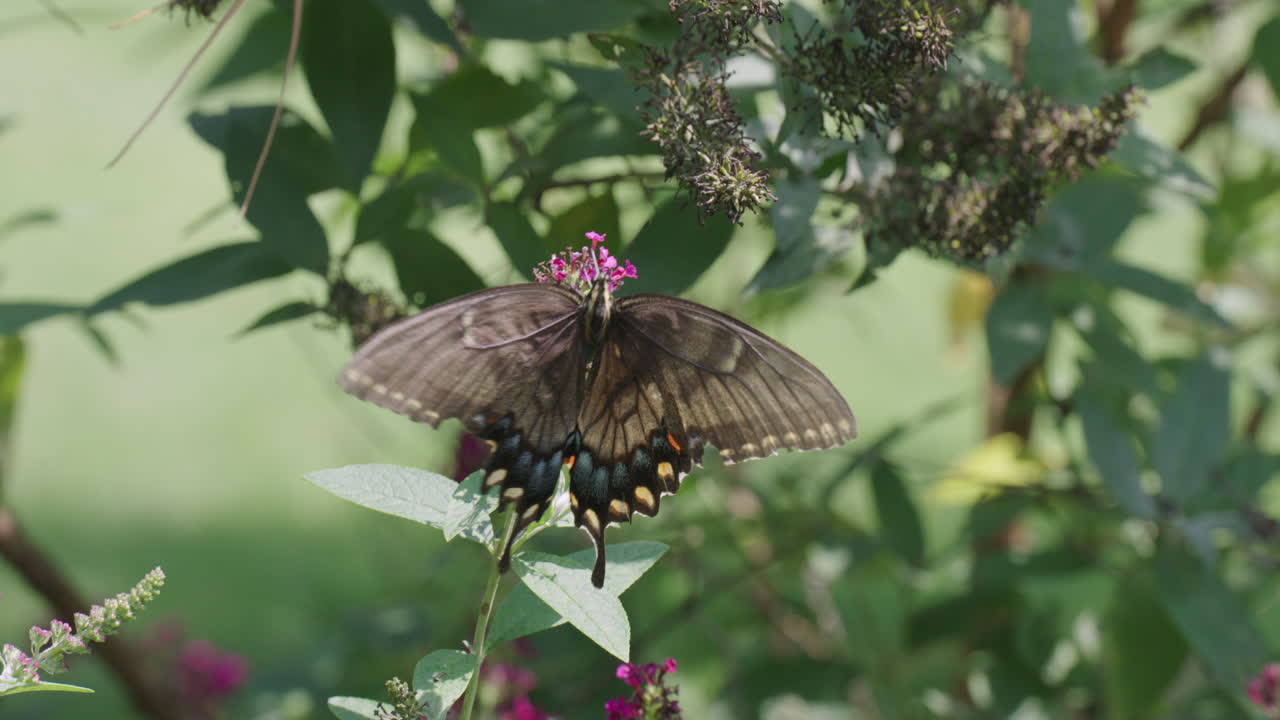 mariposa en flor morada y luego volando