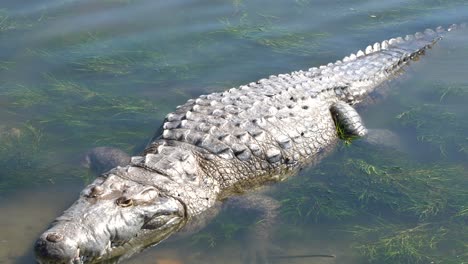 Eine-Nahaufnahme-Eines-Krokodils,-Das-Im-Wasser-Des-Sees-In-Tampico,-Mexiko-Steht