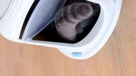 a cat using a litter box