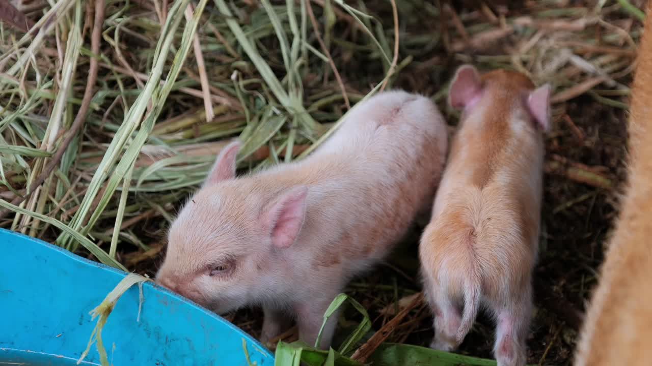 Footage of newborn piglets in straw. Rare Polynesian - Hawaiian hybrid piglets feeding and exploring in a natural farm setting. Great for agriculture, livestock, and educational content. 2 of 3