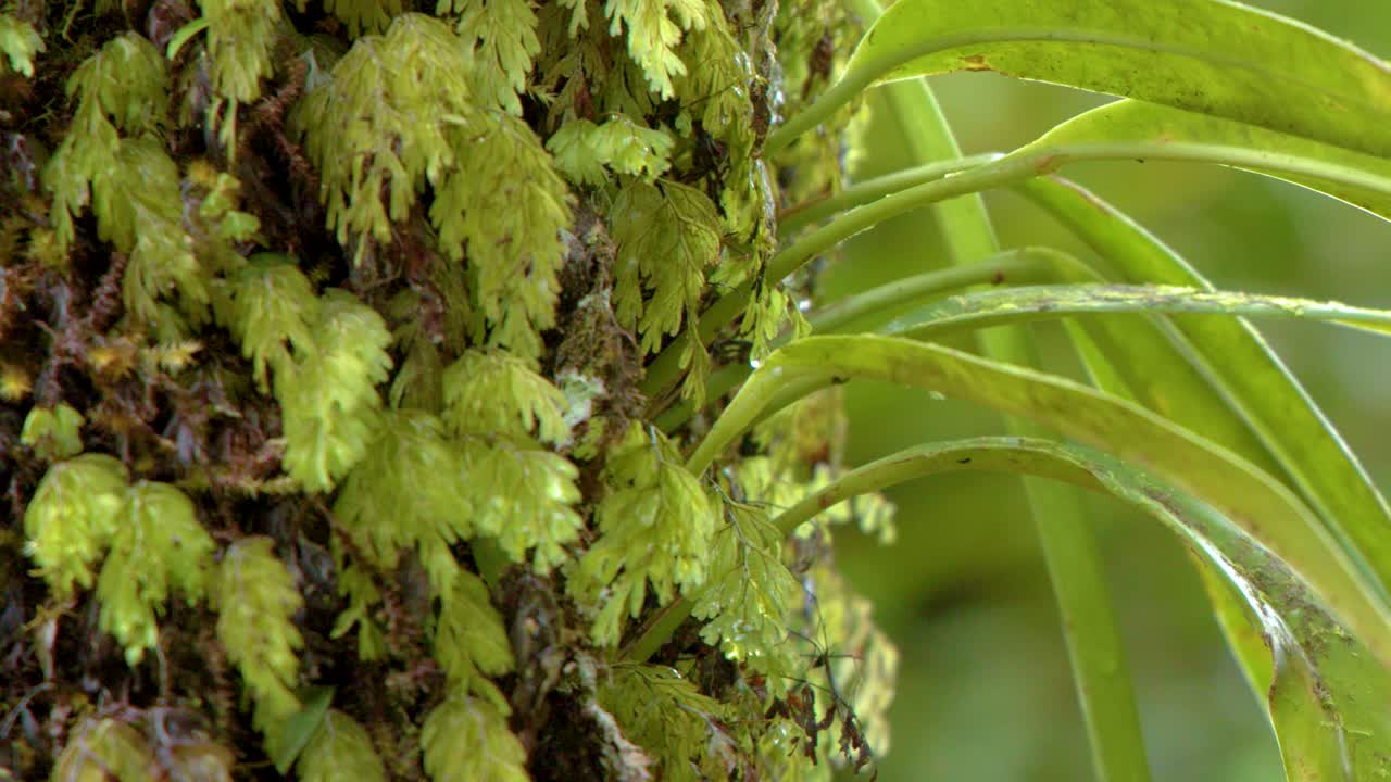 Scatto ravvicinato dettagliato di felci e muschio verde lussureggiante su un tronco d'albero tropicale.