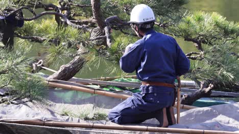 worker in helmet pruning a pine tree