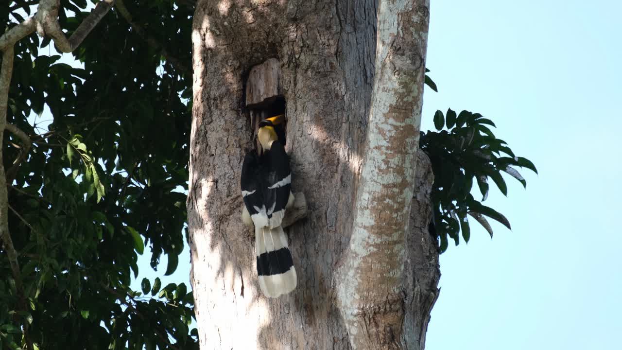 visto con la cabeza profundamente en la madriguera mientras alimenta a la hembra dentro del nido, gran cálao buceros bicornis, parque nacional khao yai, tailandia