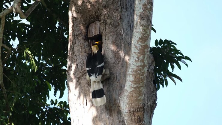 Seen with its head deep into the burrow while feeding the female inside the nest, Great Pied Hornbill Buceros bicornis, Khao Yai National Park, Thailand
