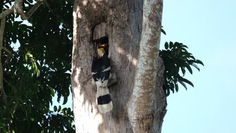 visto con la cabeza profundamente en la madriguera mientras alimenta a la hembra dentro del nido, gran cálao buceros bicornis, parque nacional khao yai, tailandia