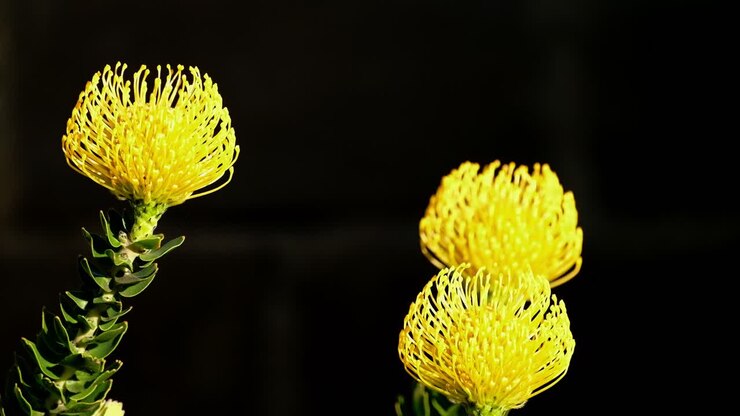 Bright yellow flowers of protea pincushion Leucospermum cordifolium