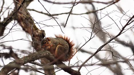 hand-held shot of a red squirrel eating a nut in a tree while it snows