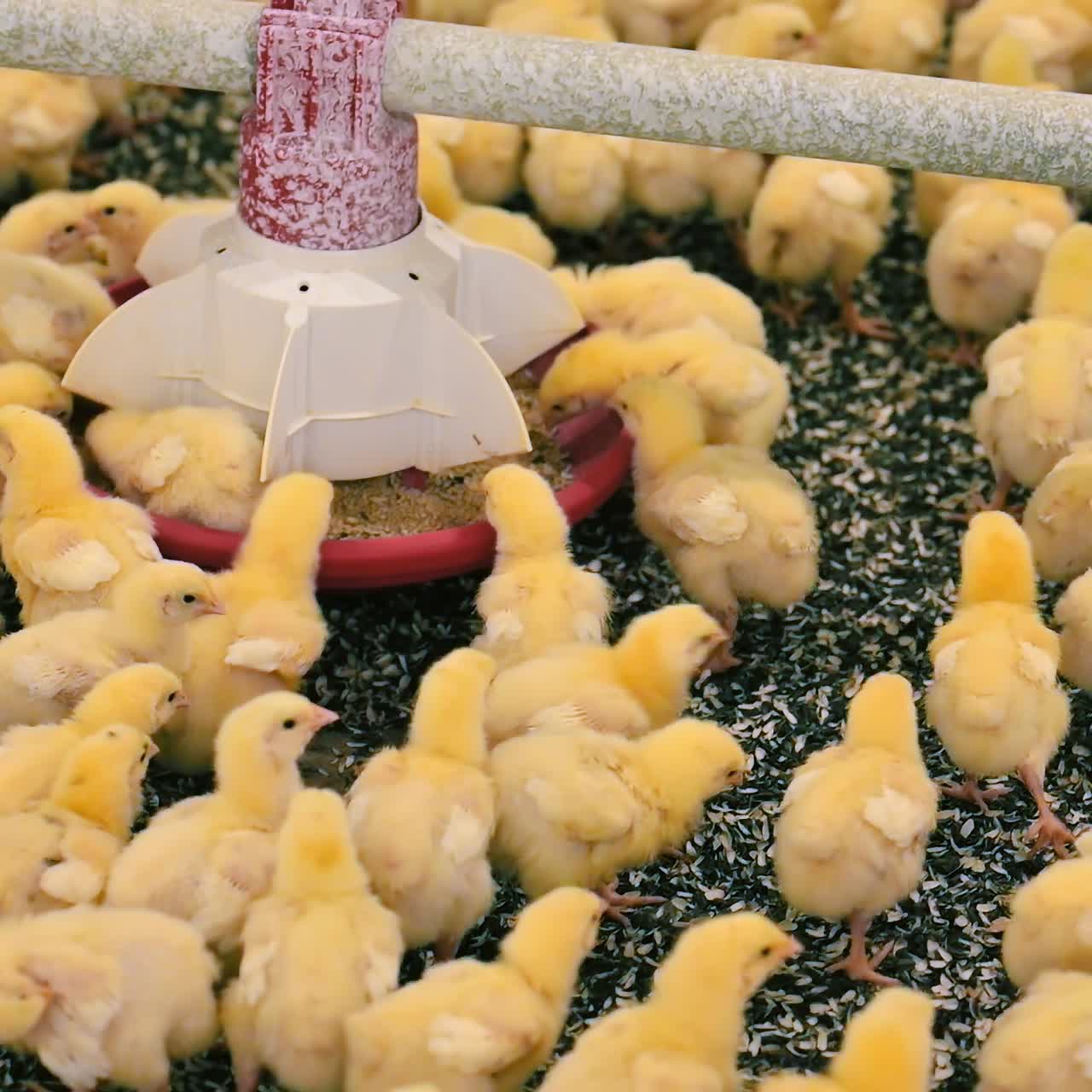 Niedliche kleine Hühner in der Nähe des Futterautomaten. Flauschige Küken fressen Futter aus der automatisierten Fütterung in einem Geflügelbetrieb. Agrarbusiness