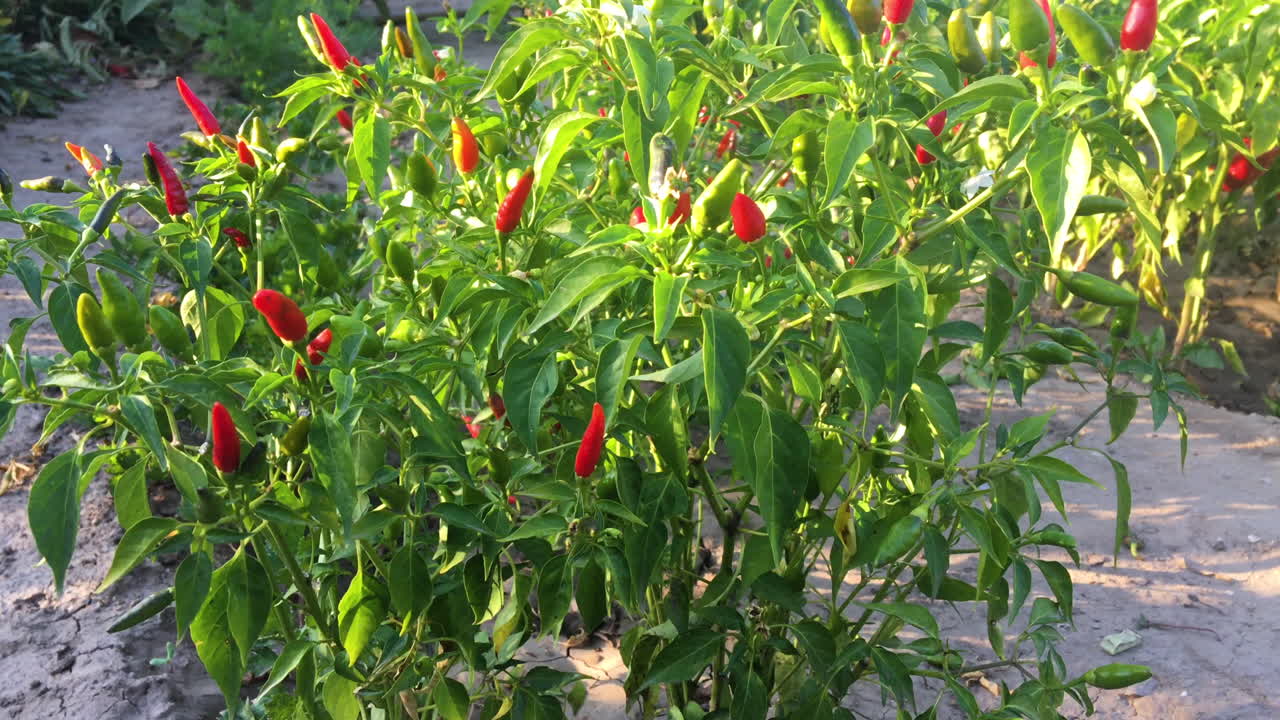 chiles rojos picantes. la comida picante. ingredientes organicos